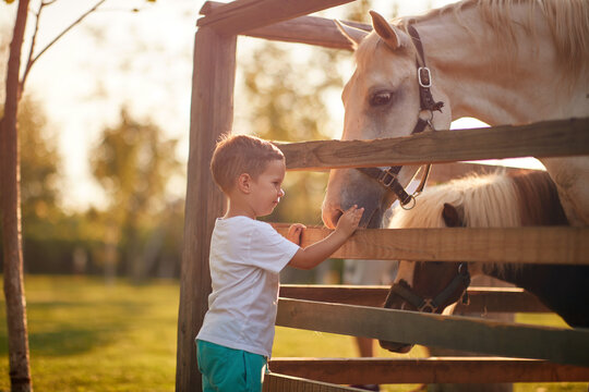 A little boy excited about horses in the stable. Farm, countryside, summer