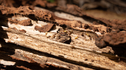 Group of small termite on rotten wood, The termite on the old rotting tree in the middle of the forest, looking for food for the larvae in the burrow.