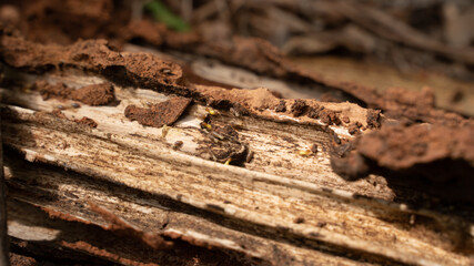 Group of small termite on rotten wood, The termite on the old rotting tree in the middle of the forest, looking for food for the larvae in the burrow.