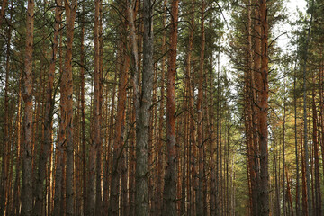 Beautiful pine forest with growing young trees