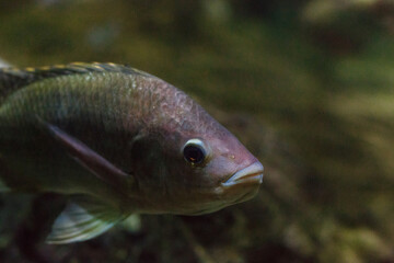 tropical fish in the aquarium 