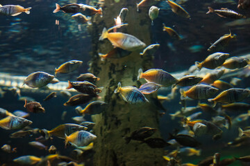Fototapeta na wymiar tropical fish in the aquarium