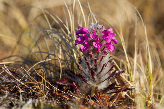 Wild flower woolly lousewort (Pedicularis lanata), also known as bumble-bee flower. The first flowers in late spring and early summer in the Arctic. Wildflowers bloom in the tundra. Chukotka, Russia.