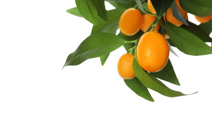 Kumquat tree branch with ripe fruits isolated on white