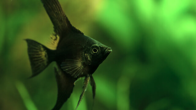 Selective focus. Portrait of an amazon black Altum Angelfish (Pterophyllum scalare) in tank fish with blurred background