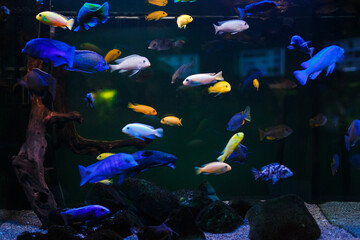 Naklejka na ściany i meble tropical fish in the aquarium 