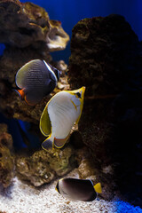 Naklejka na ściany i meble tropical fish in the aquarium