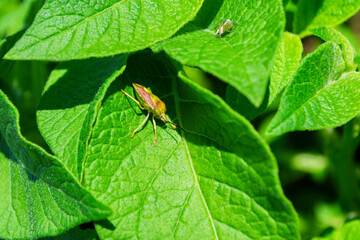 Stinkberry bug (Latin: Dolycoris baccarum) on a green leaf of the Potato (Latin: Solanum tuberosum), closeup. Soft selective focus.