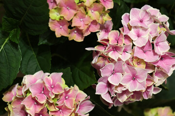 Fototapeta premium Beautiful blooming pink hortensia flowers, closeup view
