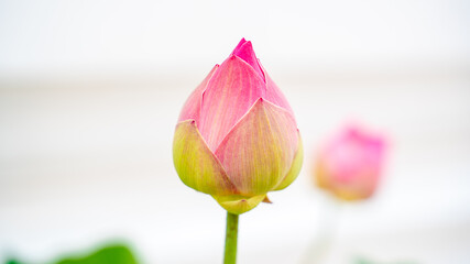 A lotus flower, buds, symbol Buddhist.