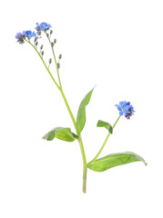 Obraz premium Beautiful blue Forget-me-not flowers isolated on white