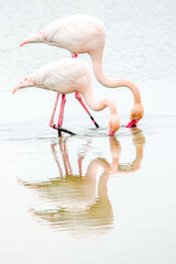 zwei flamingos