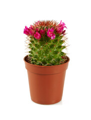 blooming cactus flower in a plastic pot isolated on white background.