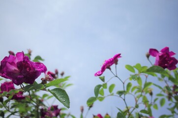 Fototapeta premium 空に花