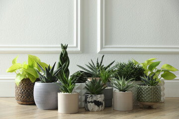 Many different potted plants on floor near white wall. Floral house decor