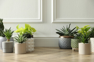 Different potted plants on floor near white wall, space for text. Floral house decor
