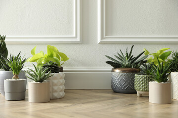 Fototapeta premium Different potted plants on floor near white wall, space for text. Floral house decor