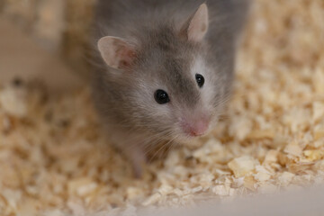 【ペット】長毛ゴールデンハムスター・グレー【小動物】