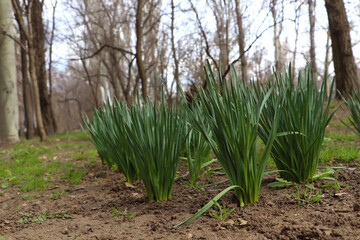 Obraz premium Daffodil plants growing in garden. Spring flowers