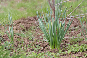 Obraz premium Daffodil plants growing in garden. Spring flowers