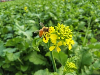 Bee on mustard flower, mustard field