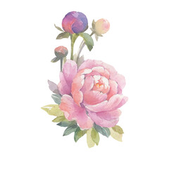Peony flower isolated on white background. Composition flower with bud for design of cards. Watercolor peony illustration.