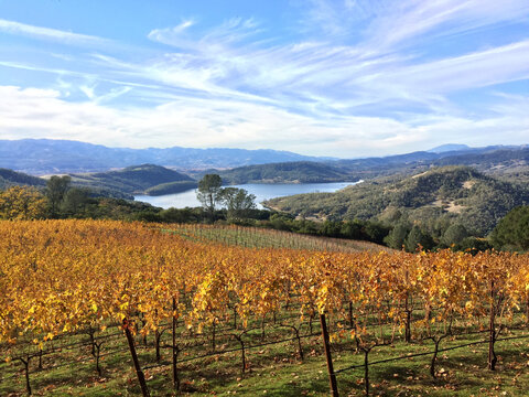 Closeup shot of a pathway in the Napa Valley in the Pritchard Hill