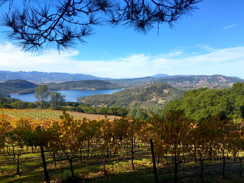 Closeup shot of a pathway in the Napa Valley in the Pritchard Hill