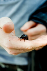 Beetle on hand