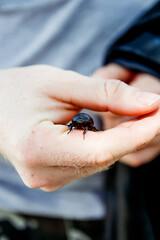 Beetle on hand