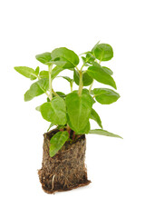 fuchsia seedling isolated on white background