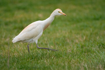 Cattle Egret - Bubulcus ibis on meadow