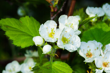Fototapeta premium The woodland hawthorn (lat. Crataegus laevigata), of the family Rosaceae.