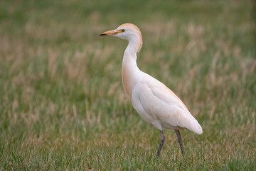 Fototapeta premium Cattle Egret - Bubulcus ibis on meadow