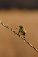 Yellow wagtail - Motacilla flava on a branch