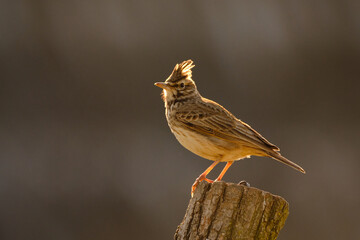 Crested lark - Galerida cristata songbird