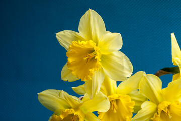 A bouquet of narcissus flowers in a glass with a shadow stand on cyan and navy blue background