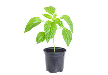 seedling in a cup, sprout of green pepper, isolated on white background