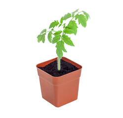 seedling in a cup, tomato sprout isolated on white background