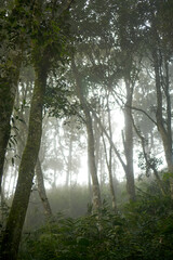 misty morning in the forest