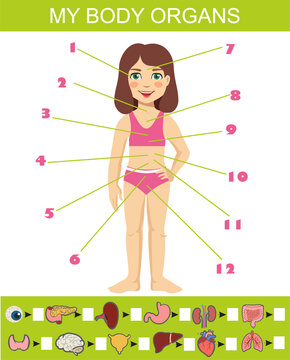 My organs search puzzle flat vector design. Anatomy learning game for kids template, cartoon worksheet idea. Educational infographic chart for kids showing organs of human body of a cartoon girl.