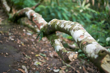 tree trunk with roots