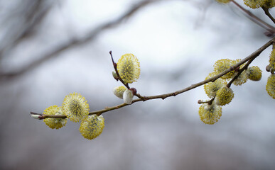 バッコヤナギの花(Salix caprea flower)