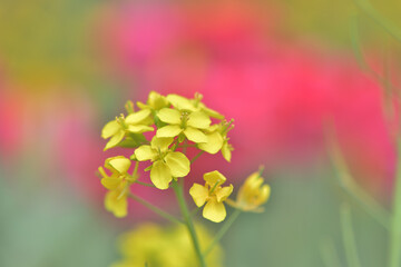 鮮やかな黄色い菜の花のぼんやりとした背景は赤いチューリップ