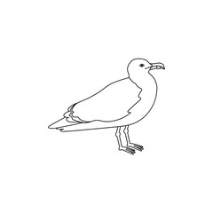 Common seagull city bird, mew gull, European herring gull. Vector line hand drawn illustration isolated on white background.