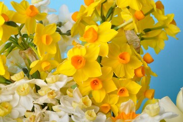 Multicolored narcissus background in studio