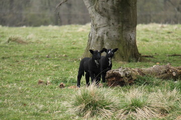 Two Newborn Black Farm Sheep Lambs in a Field.