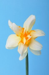 Yellow and white daffodils on blue background