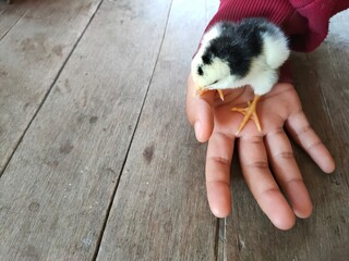 Chicks in hand