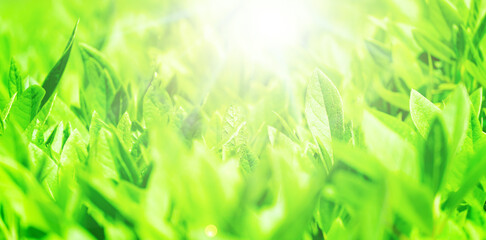 新緑のアップと太陽